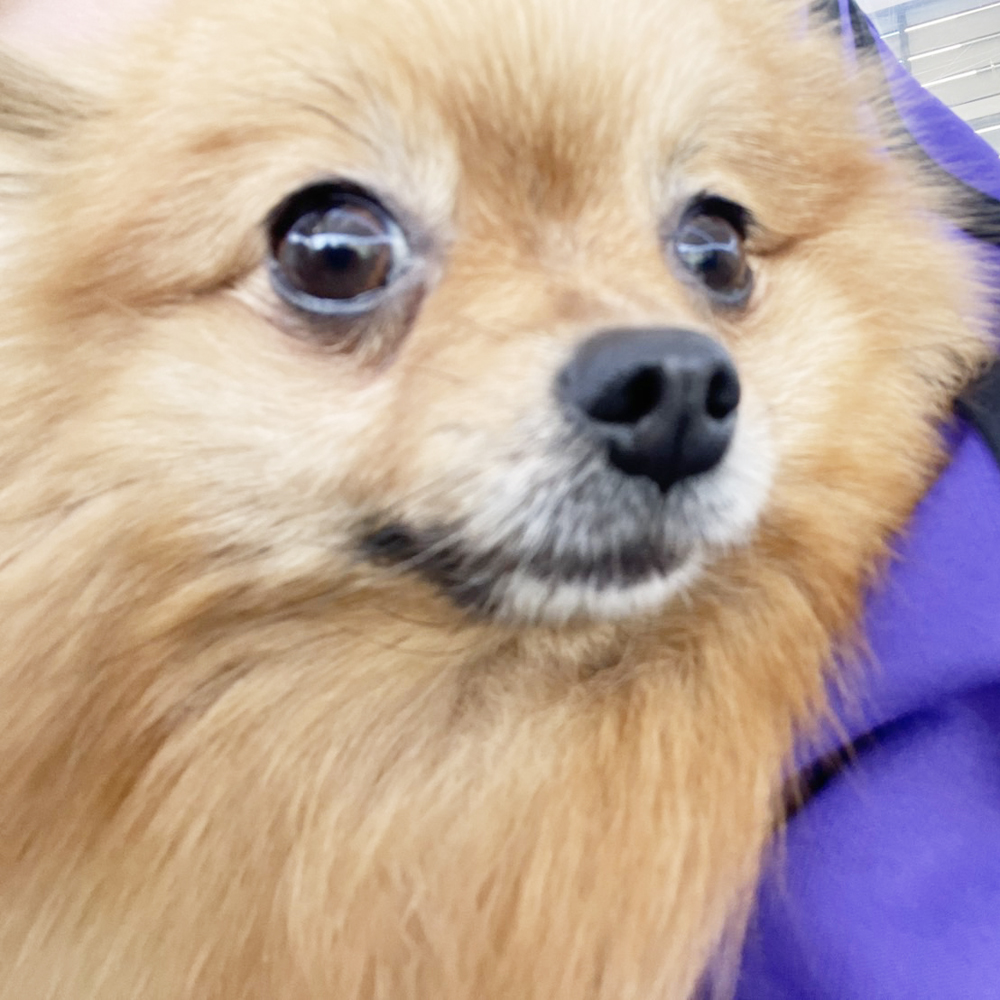 生徒が撮影したモデル犬！ＰＡＲＴ①